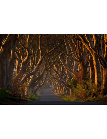 The Dark Hedges In The Morning Sunshine