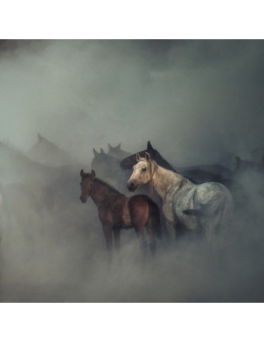 The Lost Horses