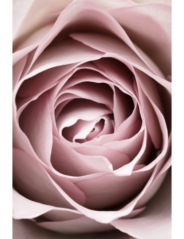 Pink Rose No 04