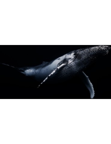 Black Aamp Whale